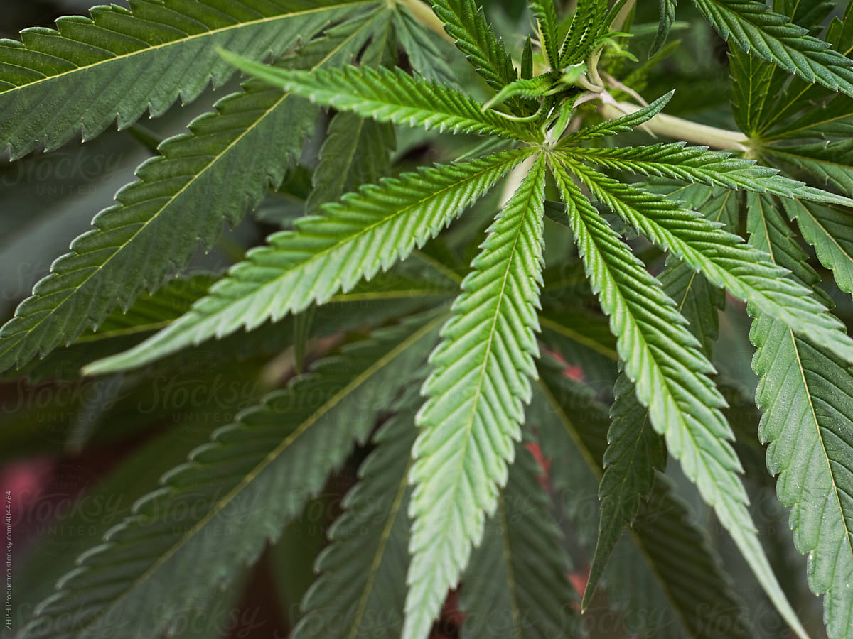 Closeup Shot Of A Cannabis Plant Leaf