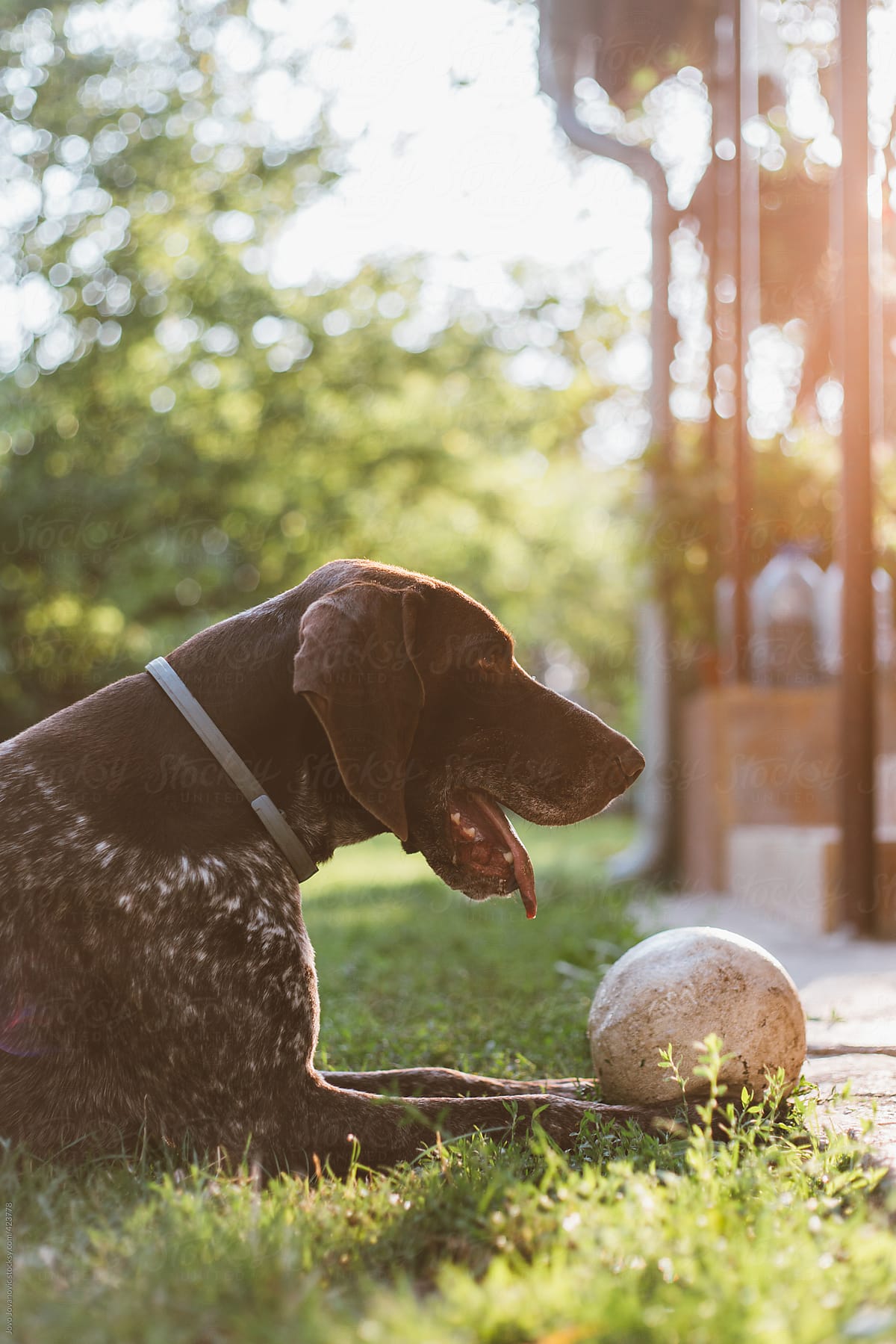 Cute german shorthaired pointer sitting next to his ball