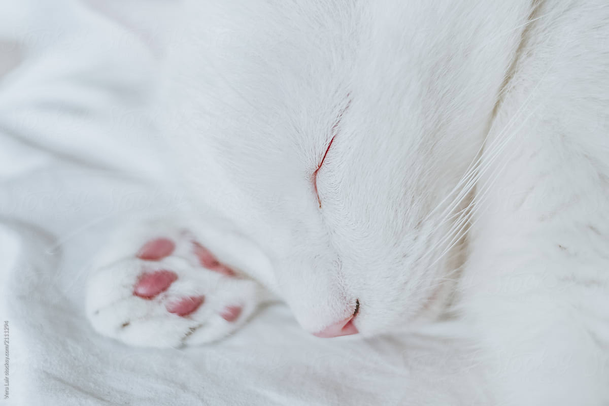 Close up of a white cat sleeping