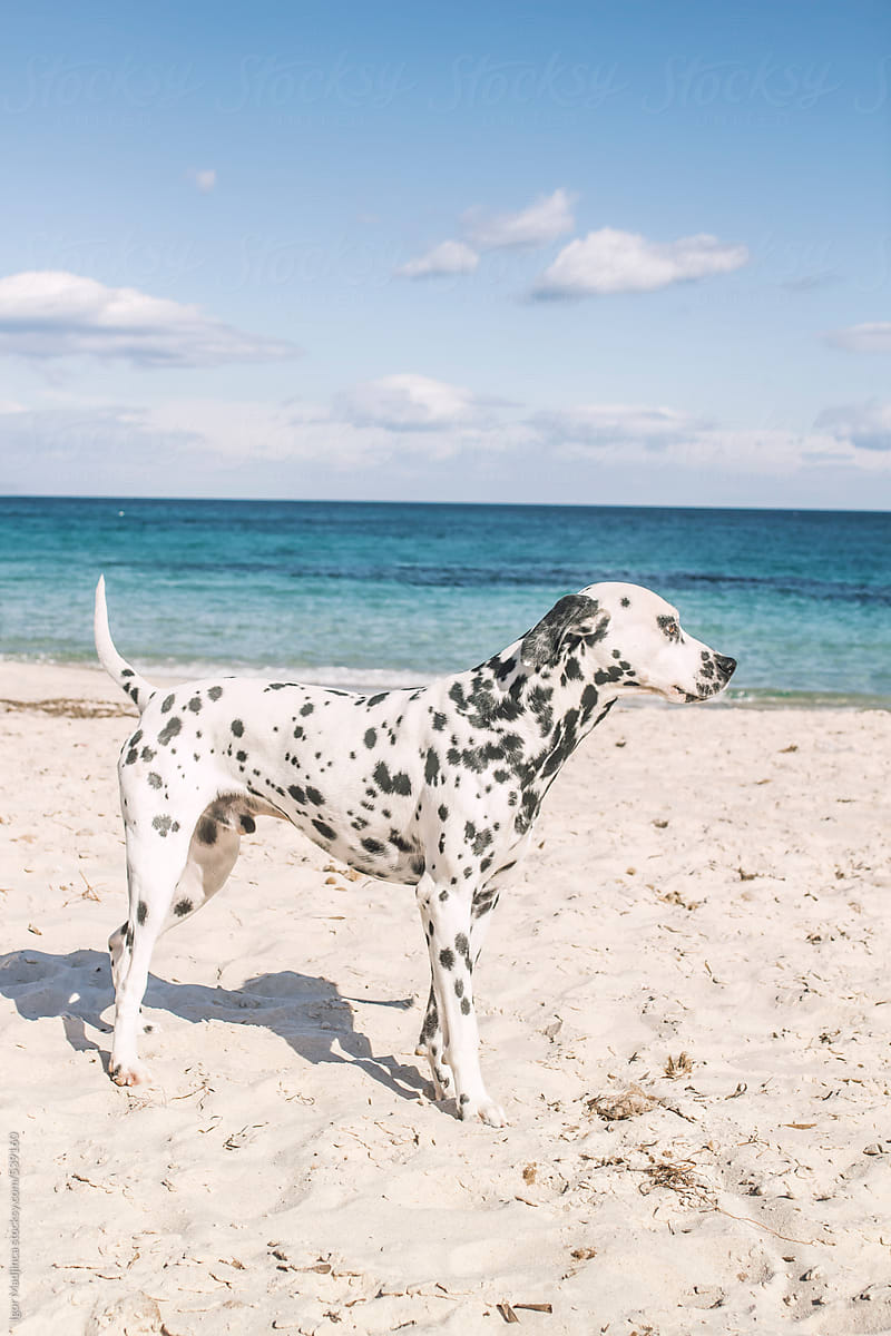 Dalmatian dog on the sunny beach by the sea