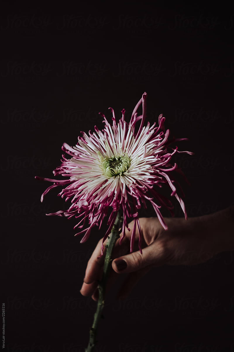 Woman hand touching a chrysanthemum