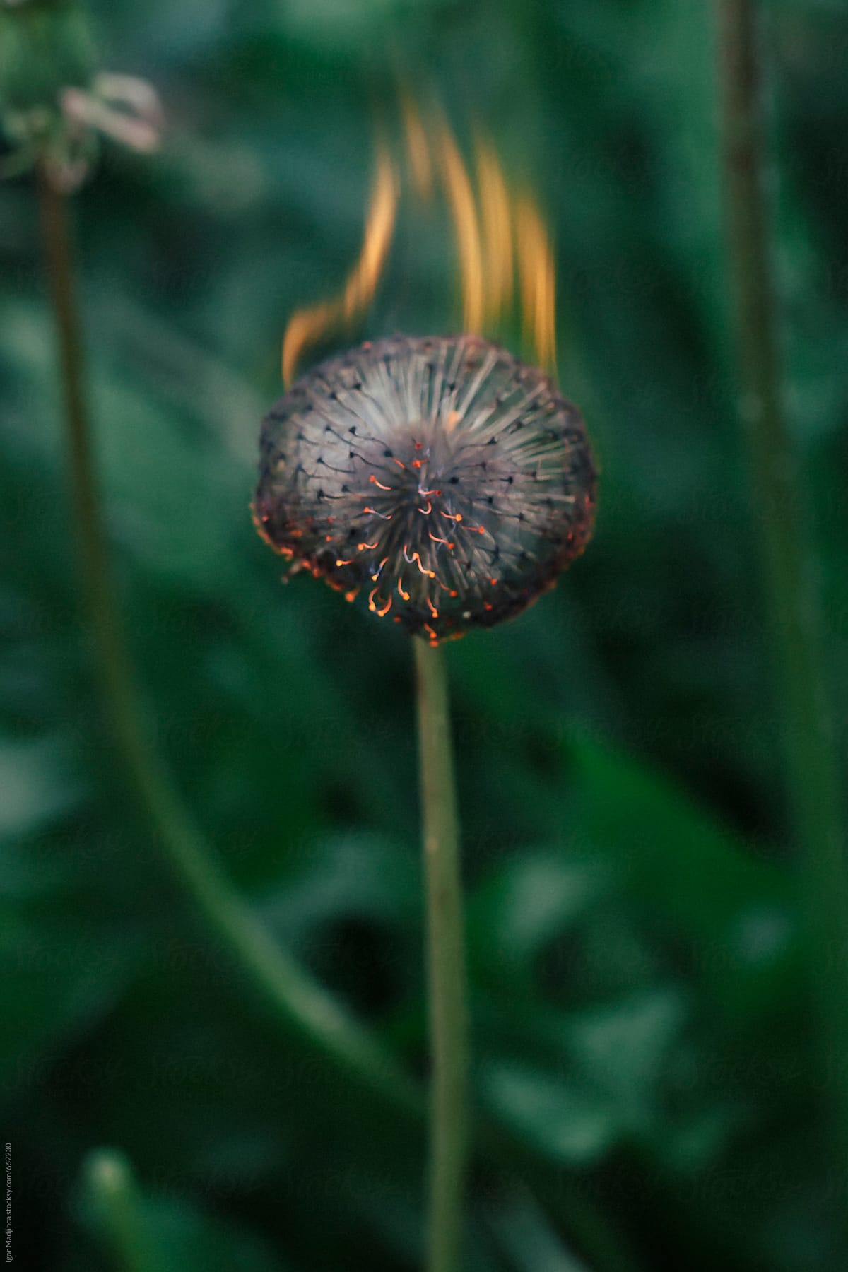 burning flower in the forest,aging,warning
