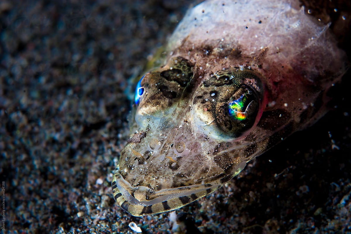 Closeup of small Juvenile Crocodile fish with colorful eyes underwater in Indonesia