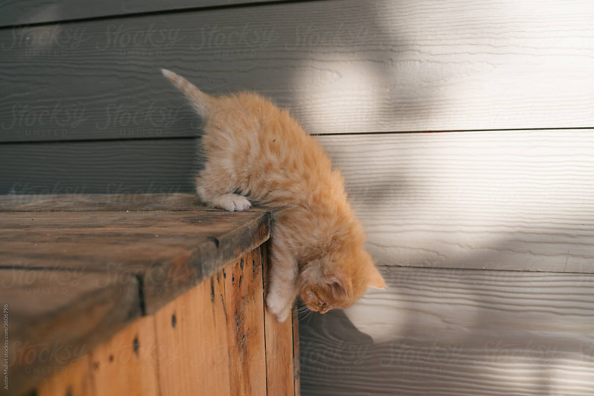 Orange Kitty Jumping
