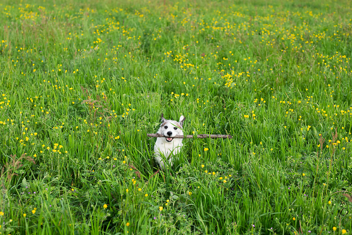 Dog playing in the grass