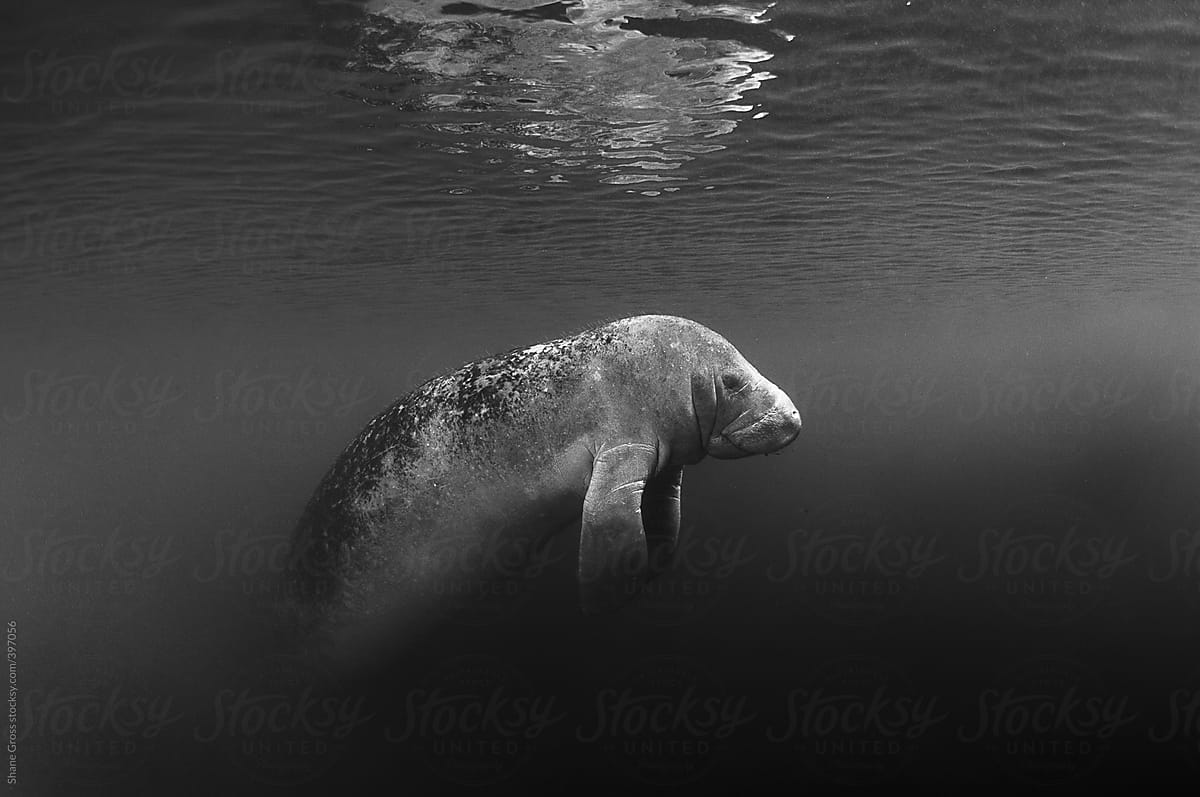 Manatee Portrait in Black and White