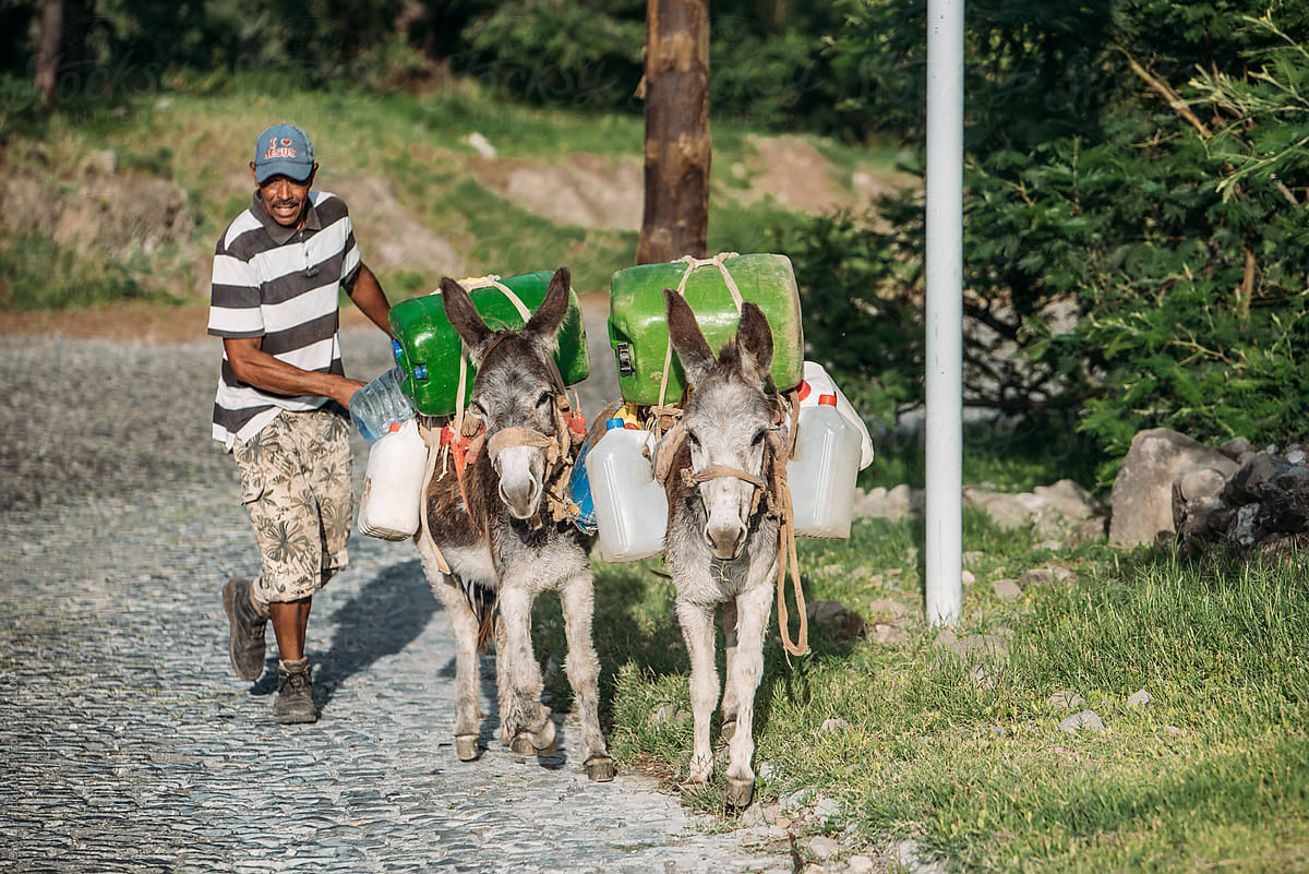 black Man walking with pack donkeys