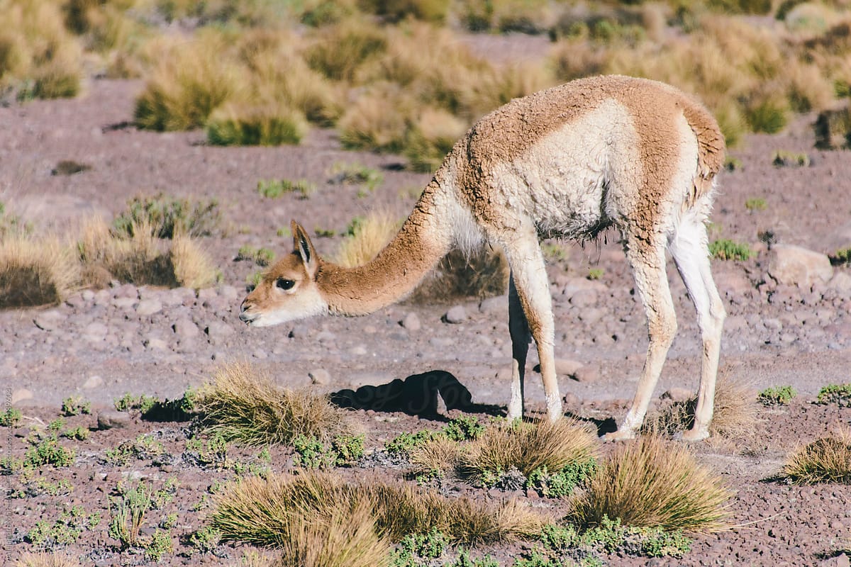 Vicugna - wild lama on natural habitat, South America travel image