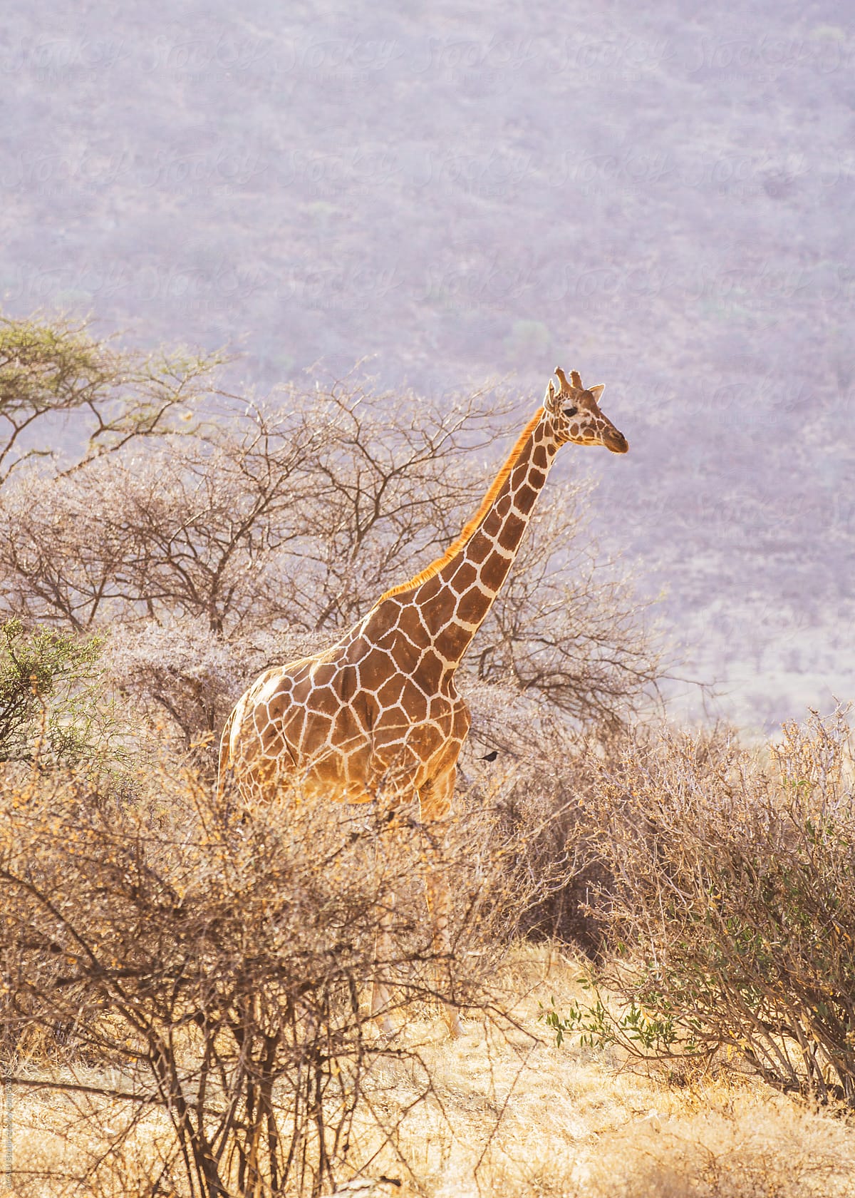 Reticulated giraffe in Africa