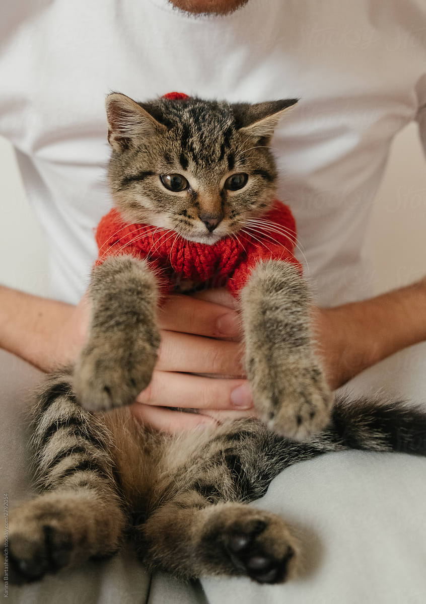 cute kitten in the arms of a guy in a light jacket stretched his legs resting in a bright apartment