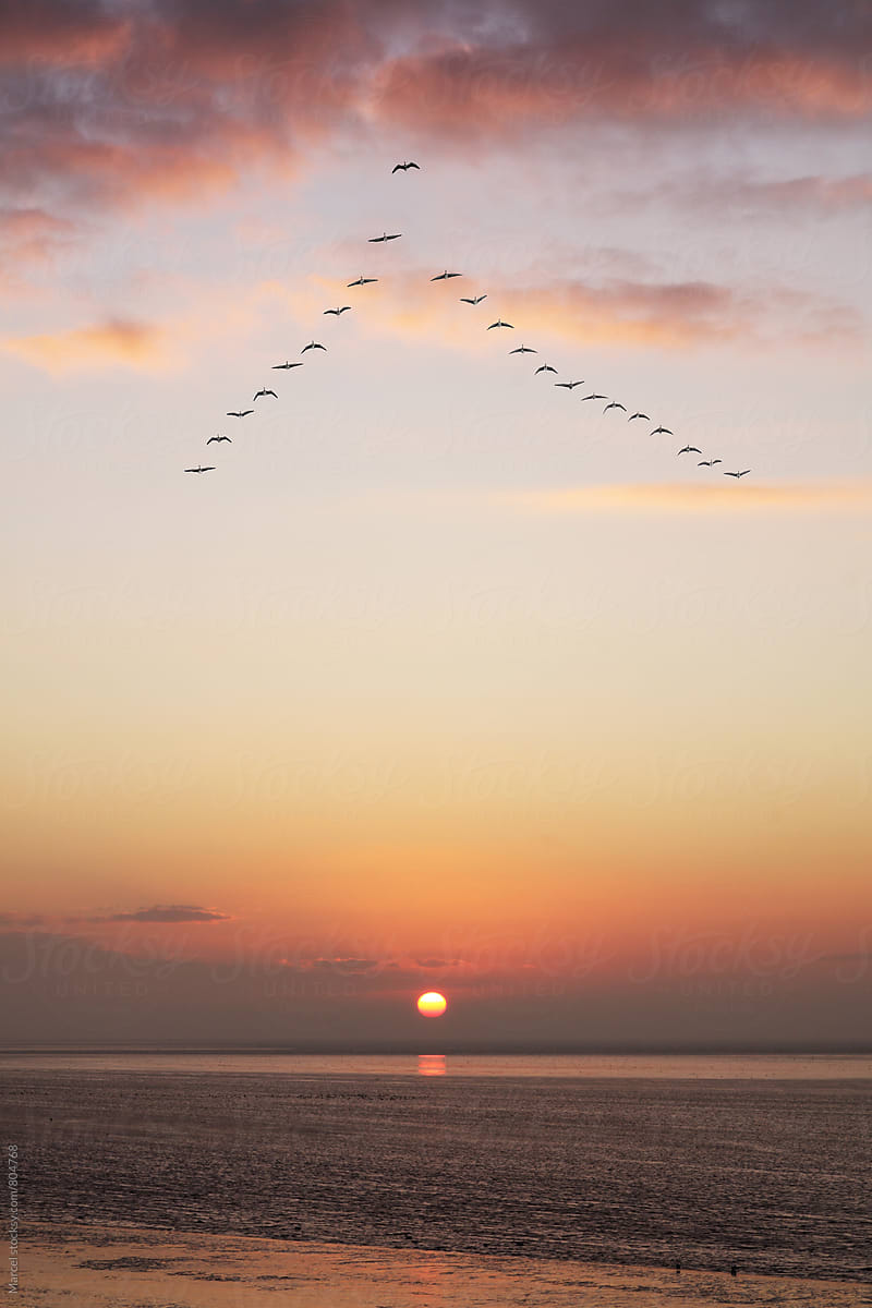 Geese flying over sea at sunset