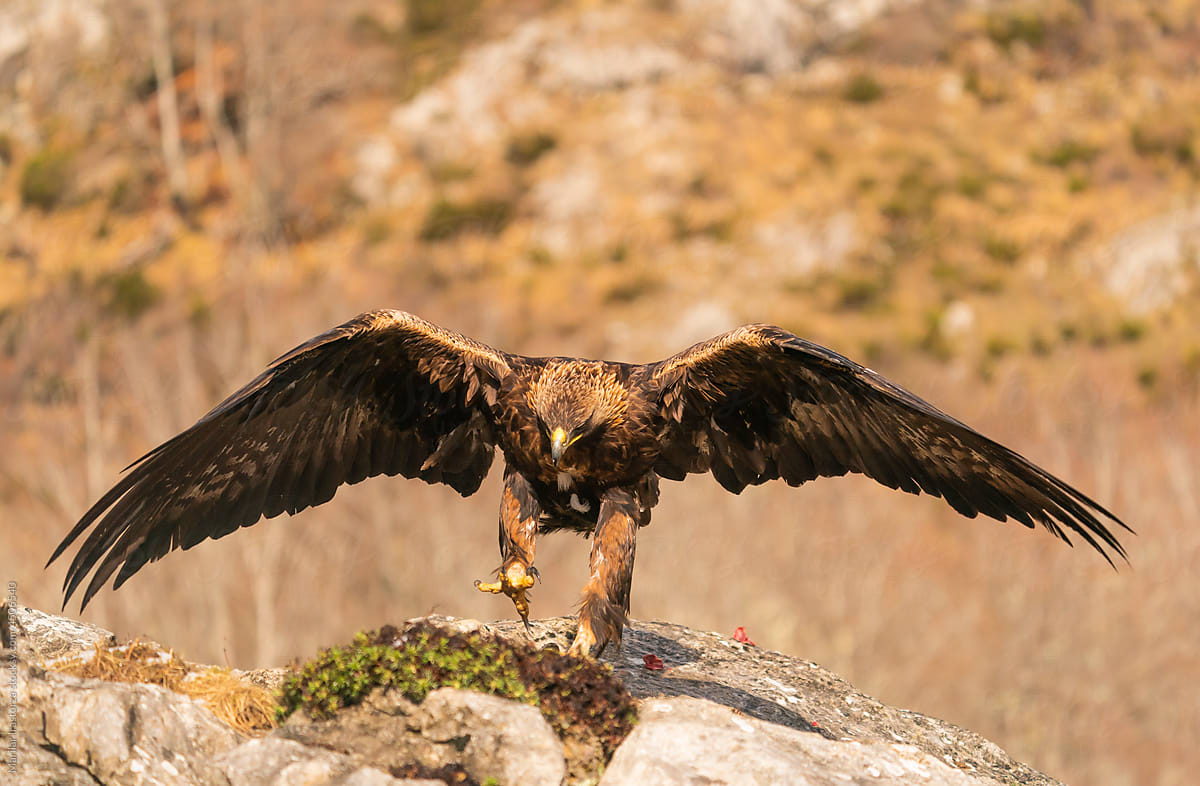 Golden Eagle Landing