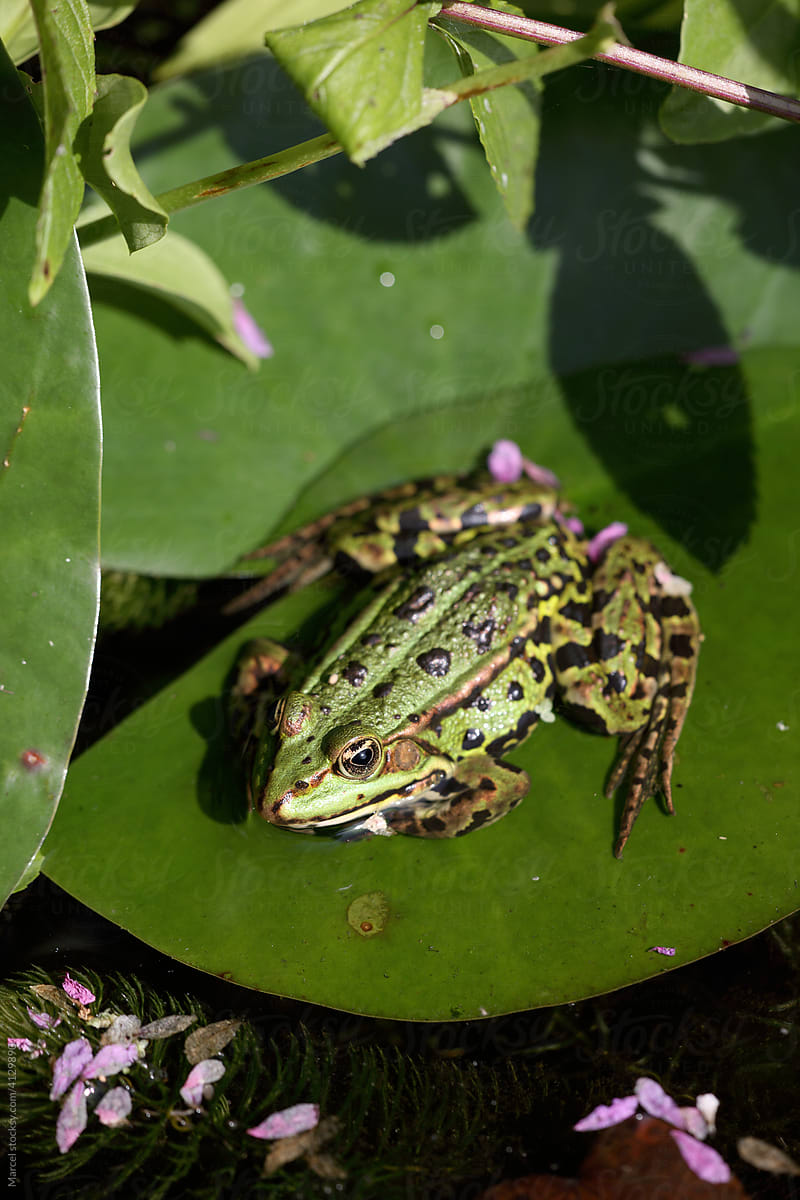 Frog in pond, seen from above.