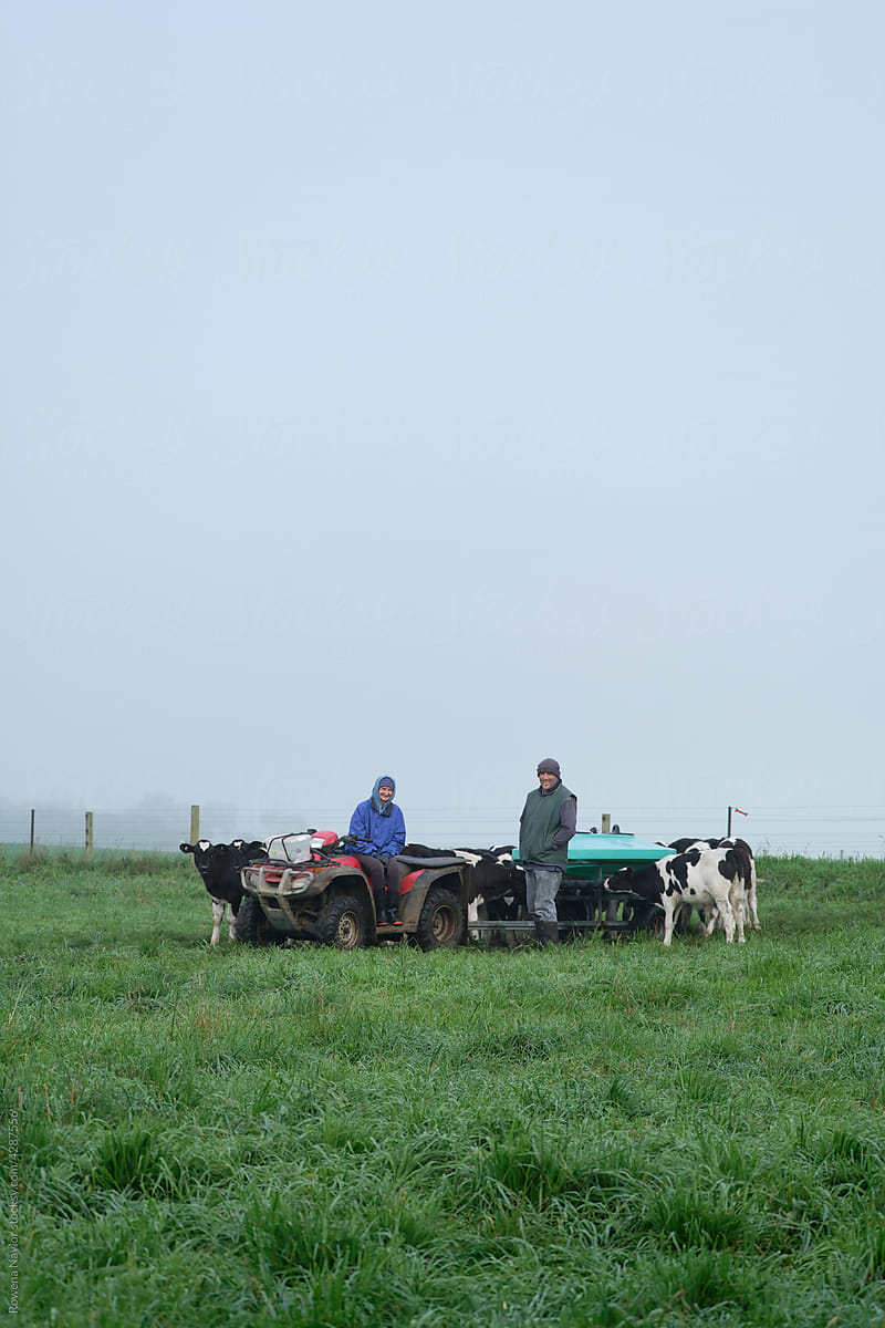 Dairy farmers feeding calves