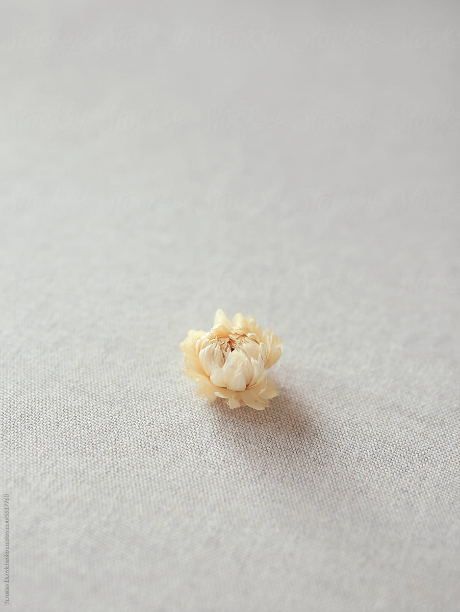 Dried peony flower on white linen cloth.