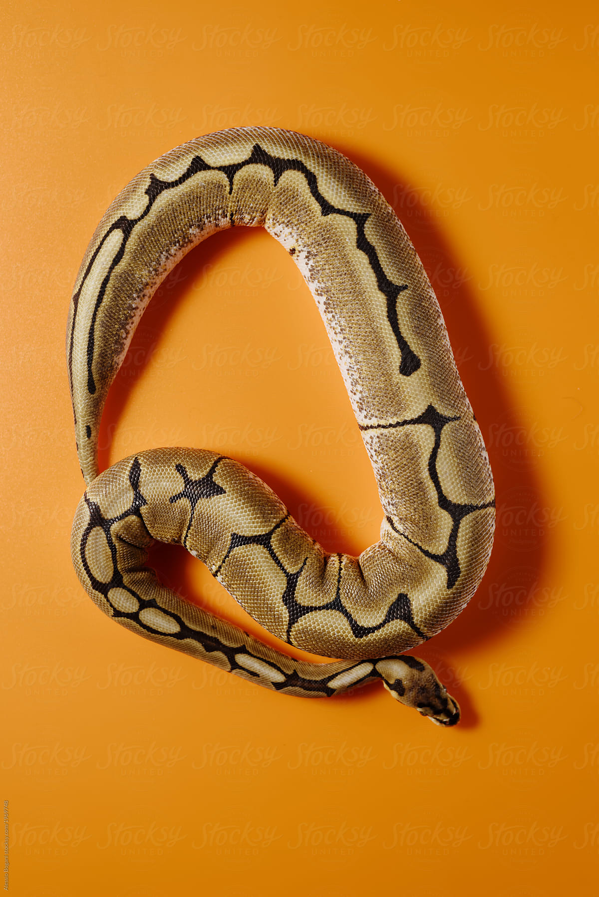 A Python