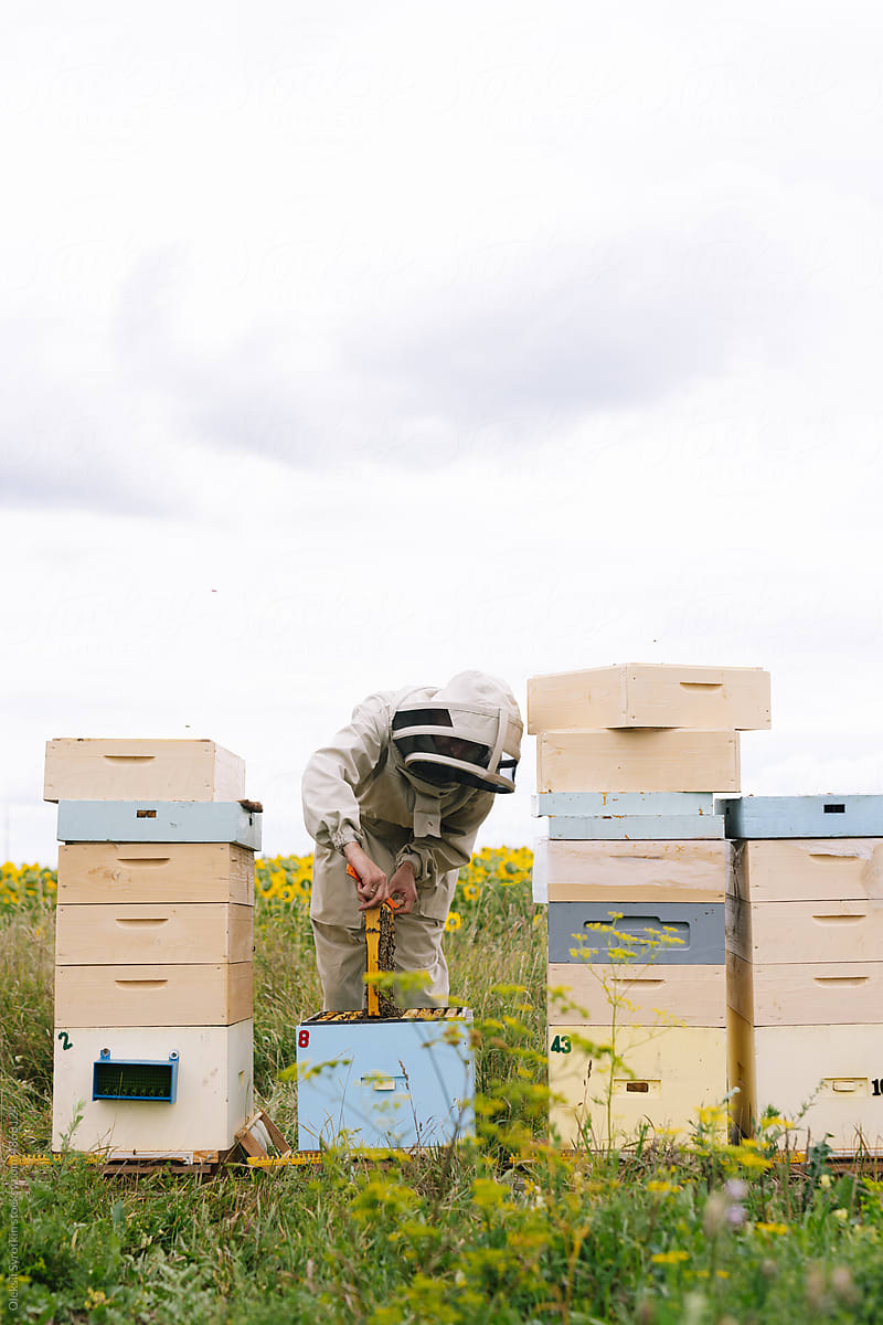 Apiarist apiary nature farmer