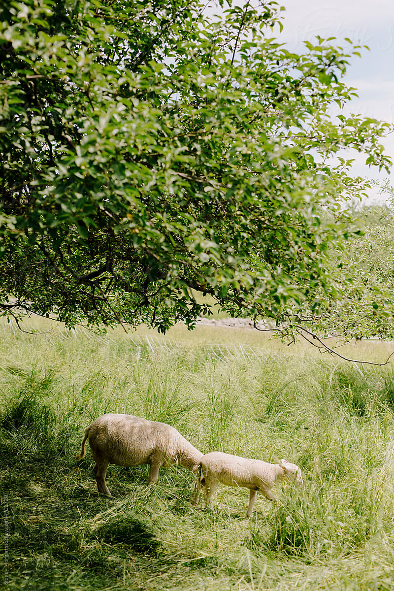 Sheep Grazing under a Tree