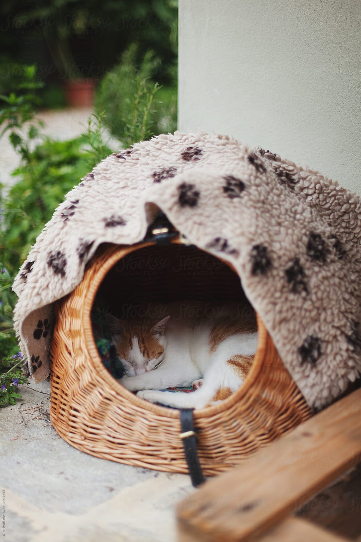 White and ginger cat nestled in wicker basket and sleeping