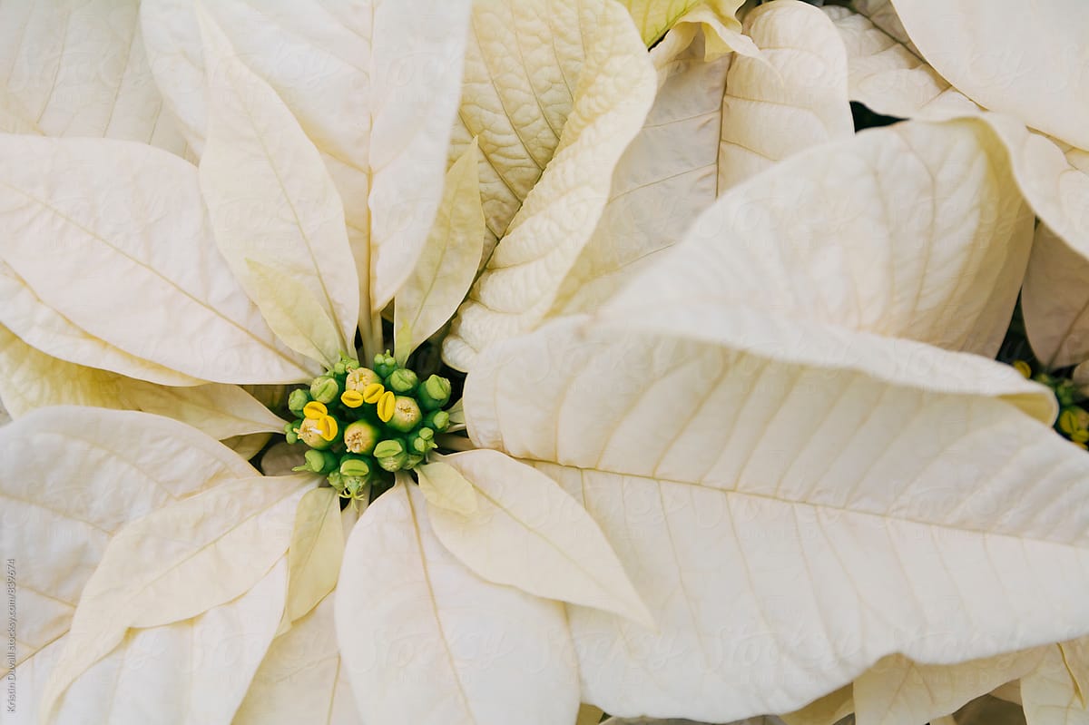"Poinsettia Leaves" by Stocksy Contributor "Kristin Duvall" - Stocksy