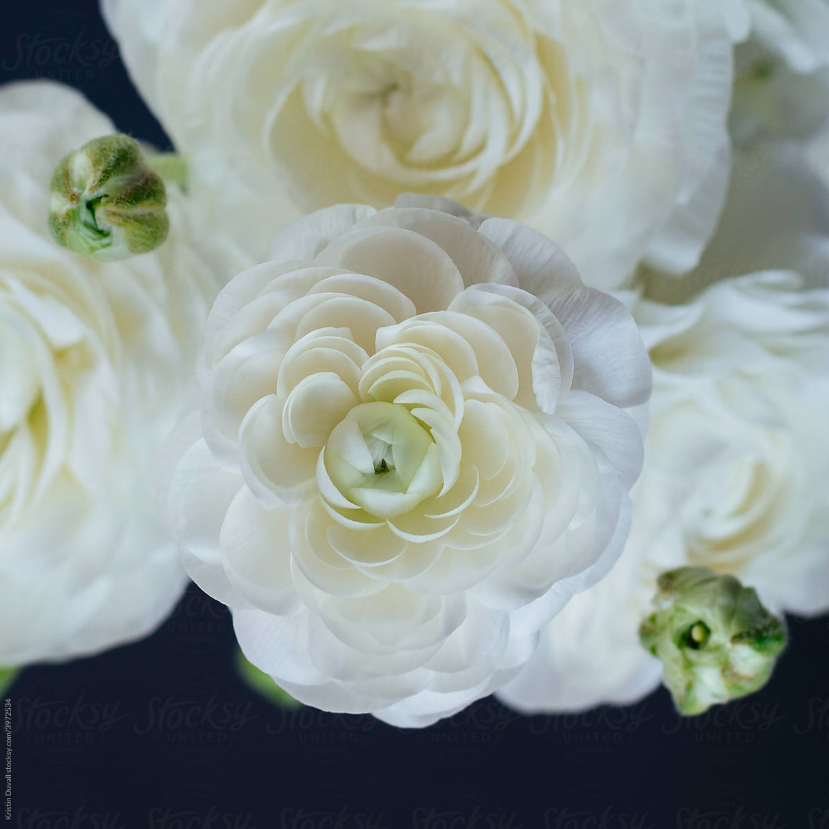 White ranunculus flowers