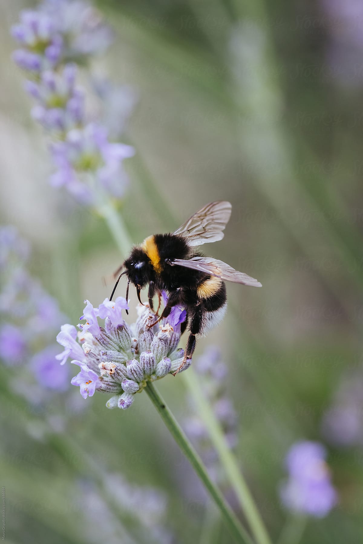 Honeybee on Lavender flower