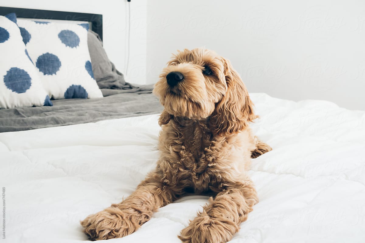 Fluffy Labradoodle Puppy Lying On Bed