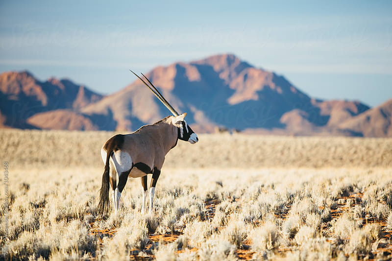 Wild Oryx in a desert landscape