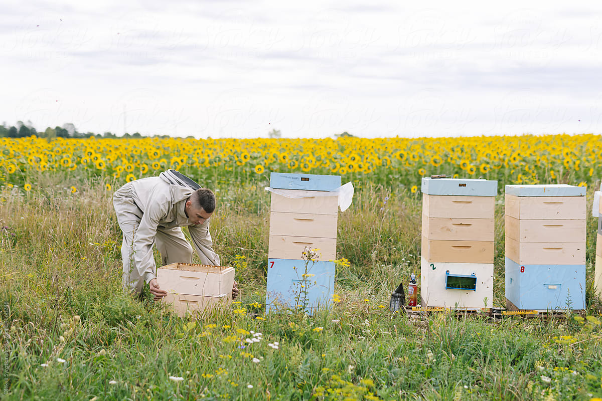Job apiculture apiary hive