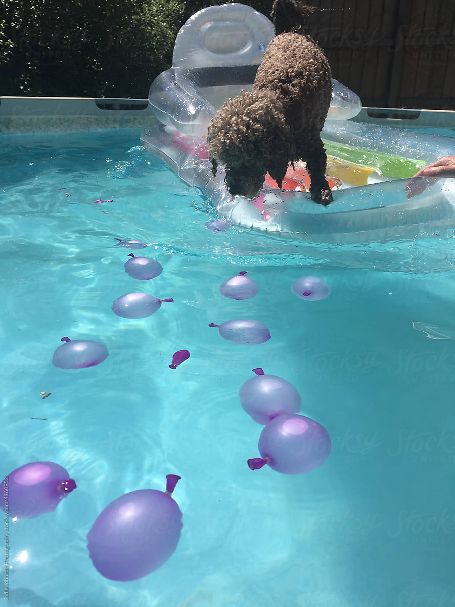 Dog in a pool with balloons
