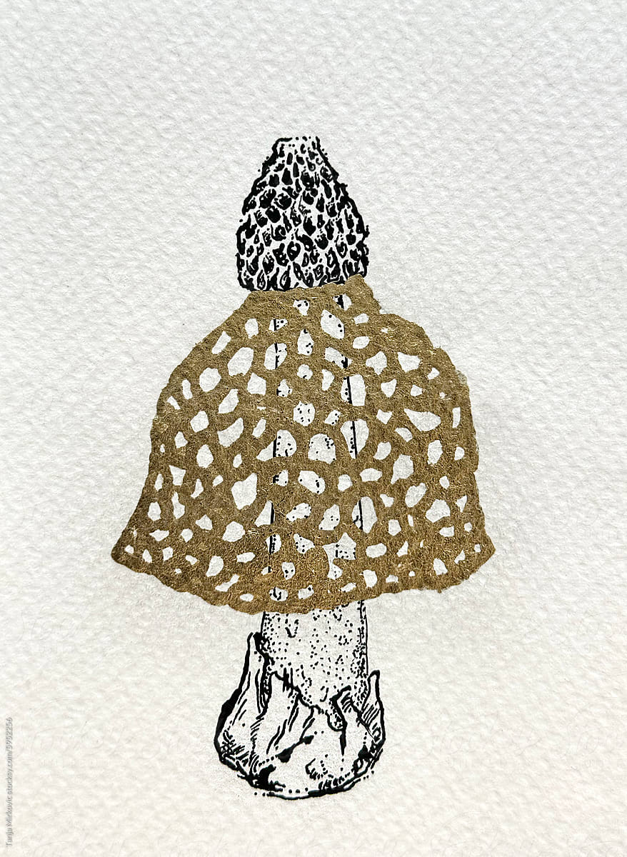Mushroom Phallus indusiatus drawing