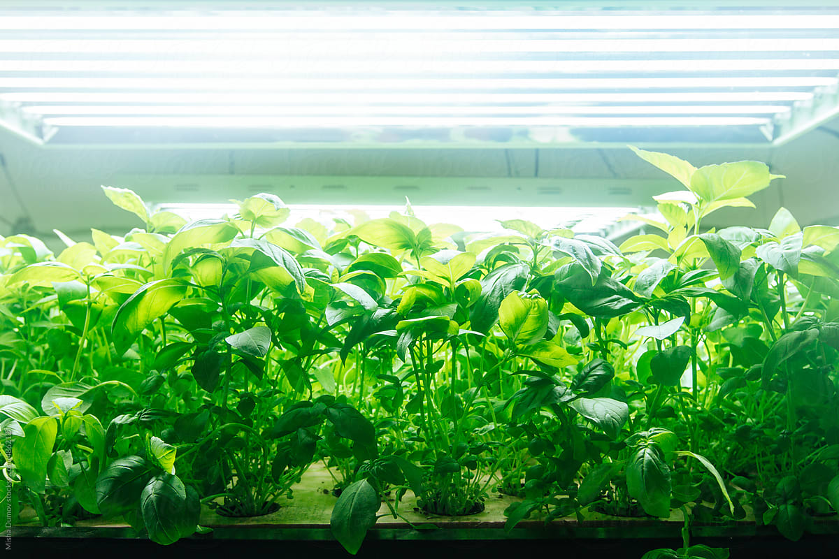 Hydroponically-grown fresh basil under bright grow lights on a small-scale farm