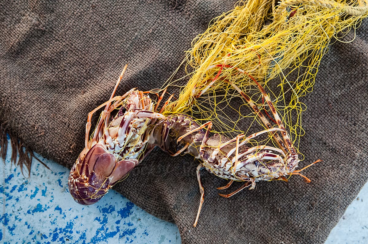 Lobsters trapped in a commercial fishing net, Fourni Islands, Gr