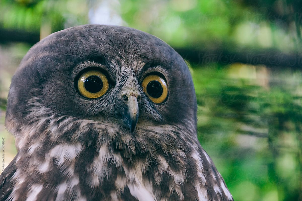 Funny owl with big eyes