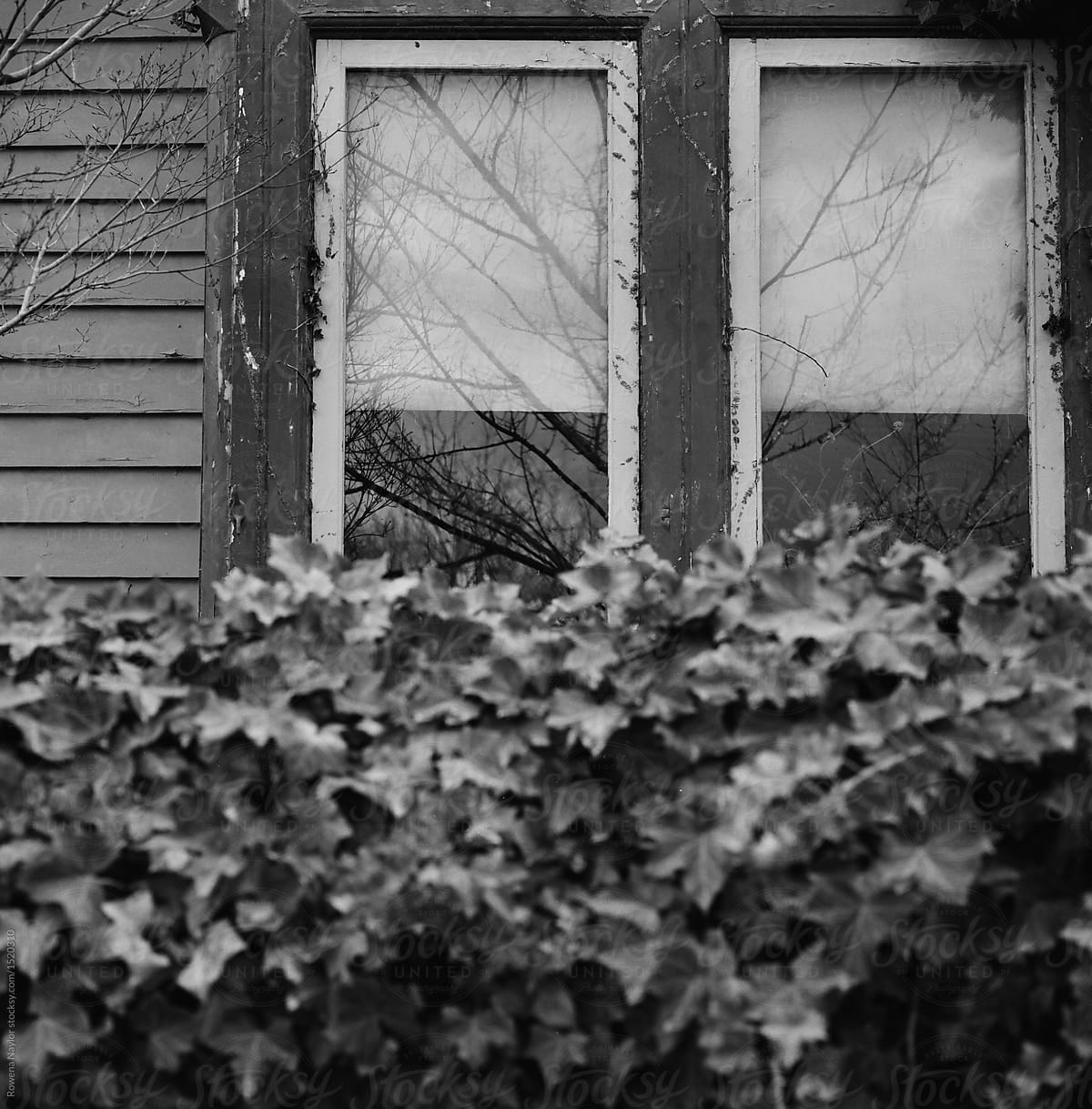 Hedge In Front Of Old Home Obscuring Windows Del Colaborador De Stocksy Rowena Naylor Stocksy