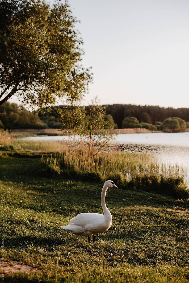 Graceful swan on green meadow in sunlight