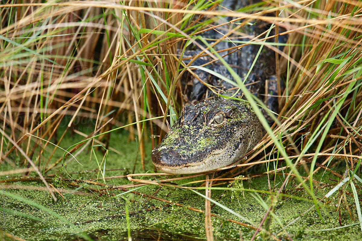 Alligator in Grass