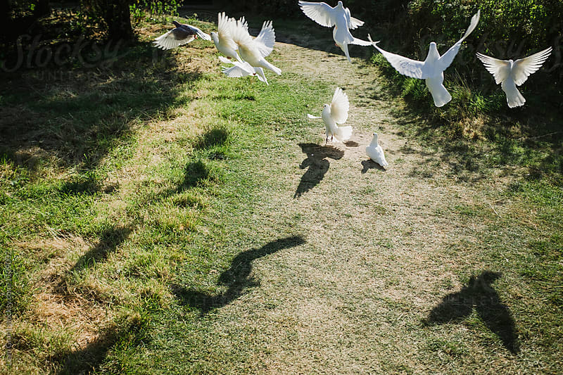 Doves and shadows as they take off.