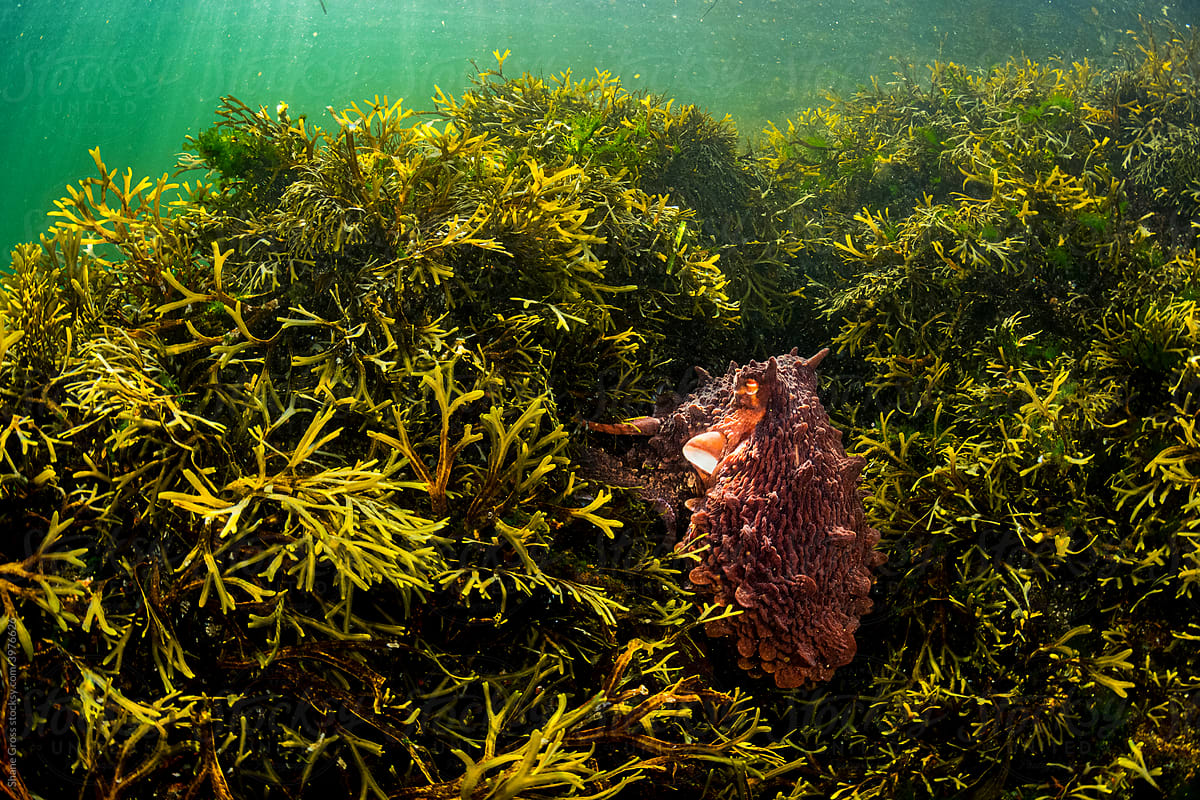 Giant Pacific Octopus in Vegetation