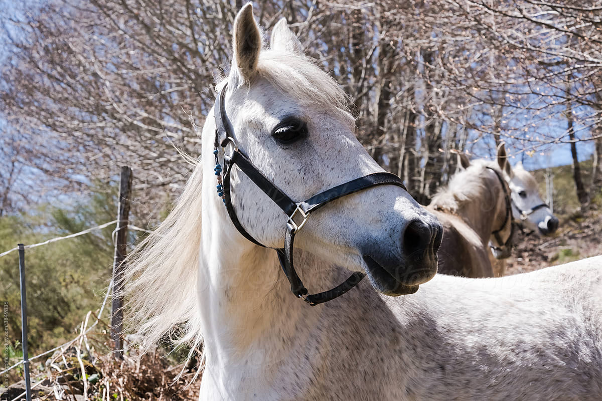 Pretty arab mare