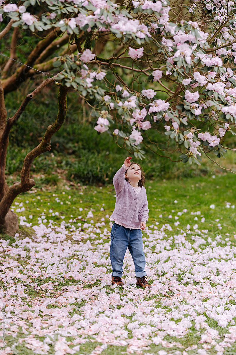 Pink blossom tree and child