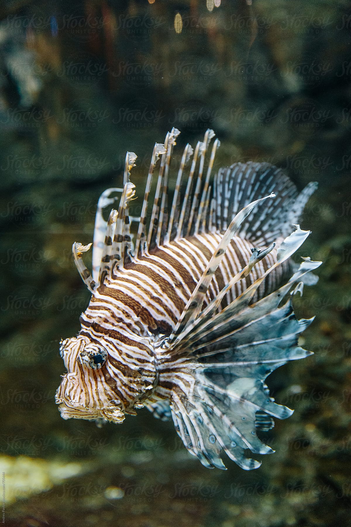 Scorpaenidae fish