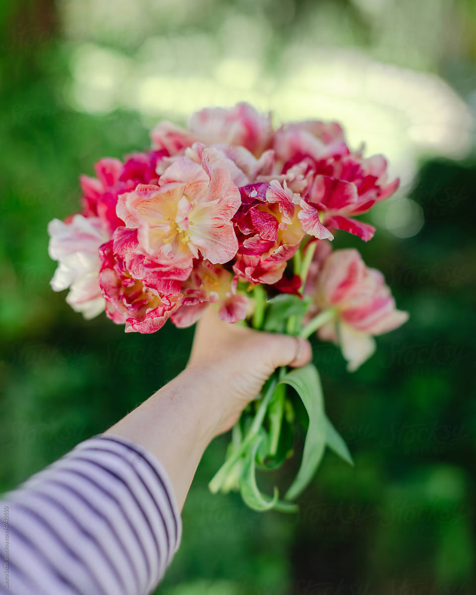 Red and pink tulips bouquet in wiman\'s hand