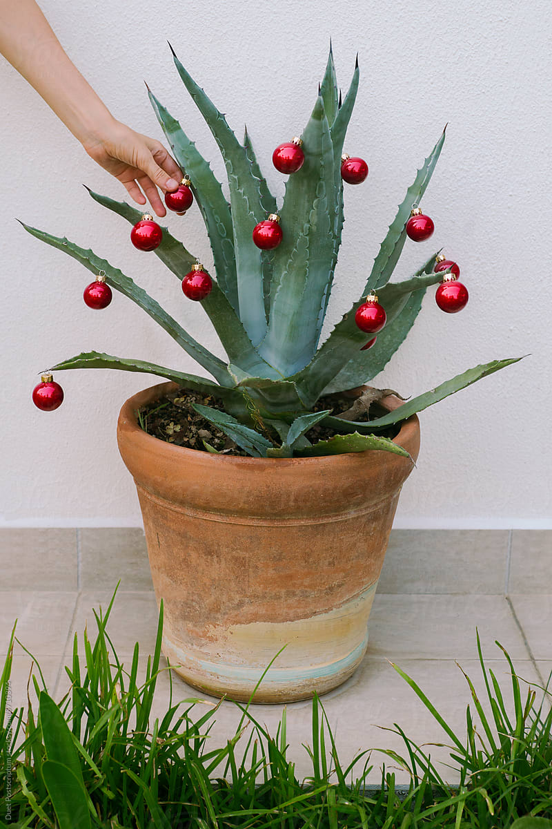 A woman\'s hand decorates a large aloe bush with a Christmas ball.