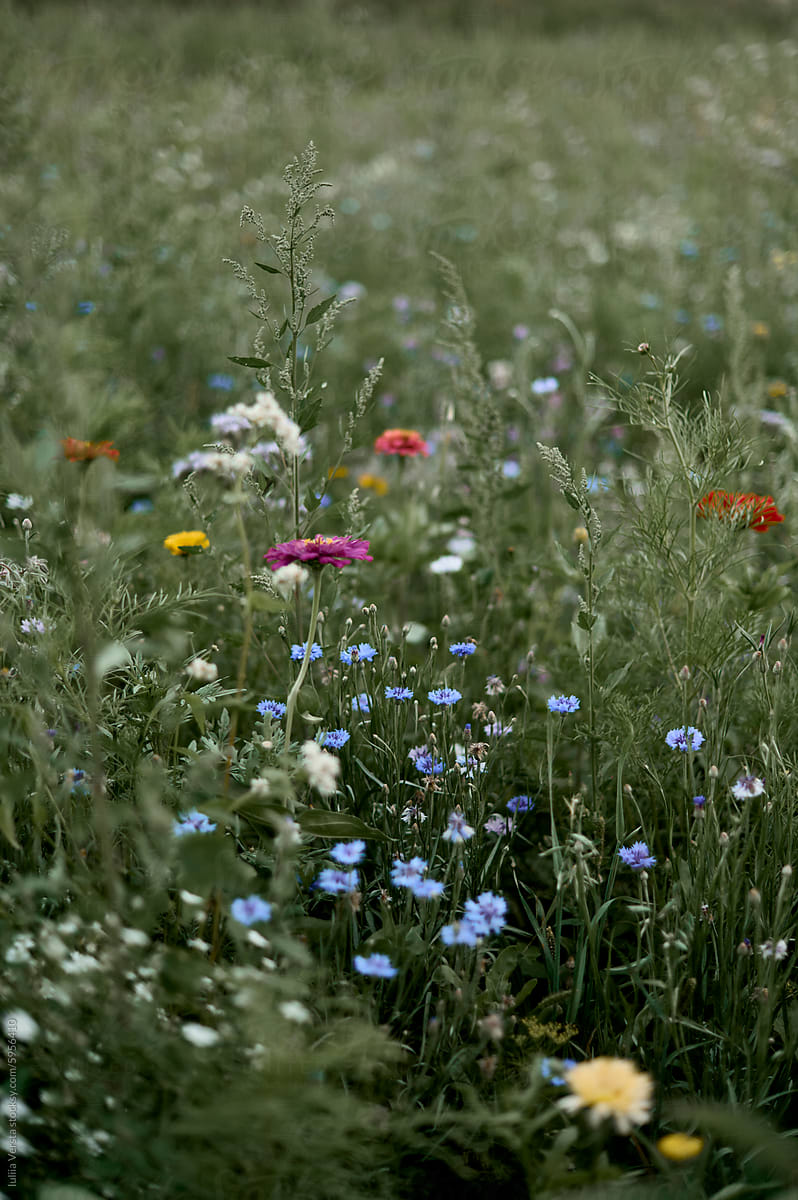 flowers in the green meadow