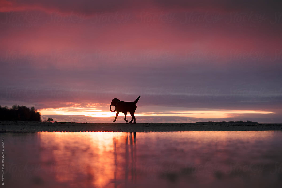 Silhouette of a dog with a dog toy against the sunset sky