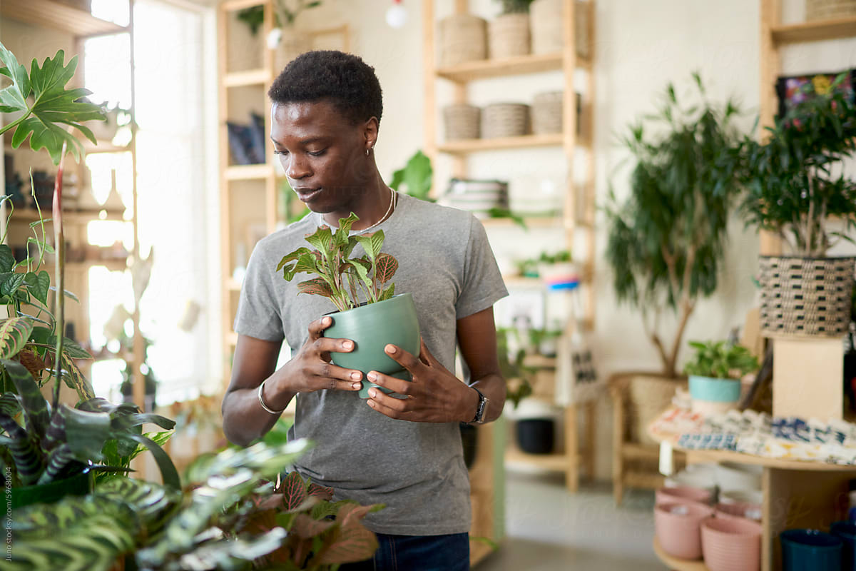 A shop customer browsing for a houseplant