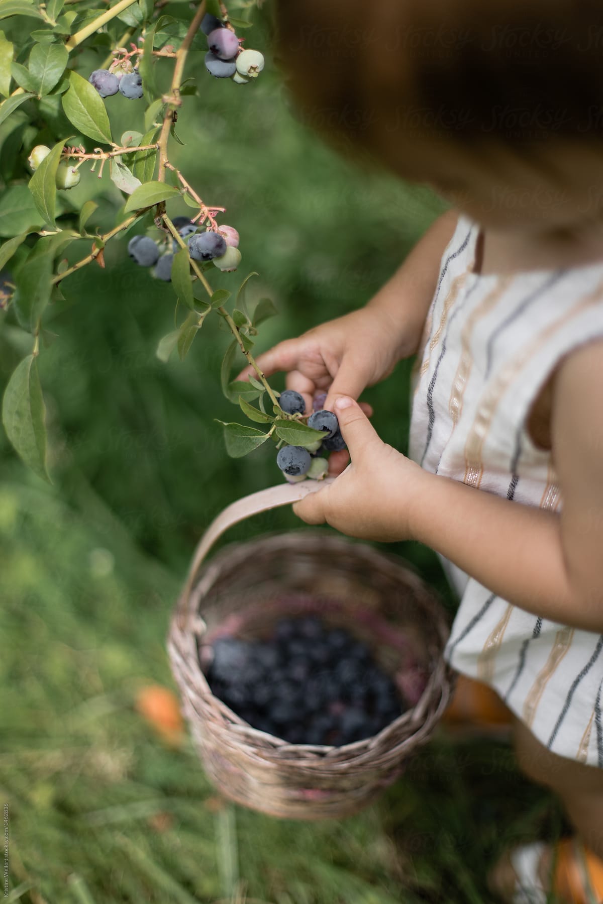 Young toddler picking blueberries
