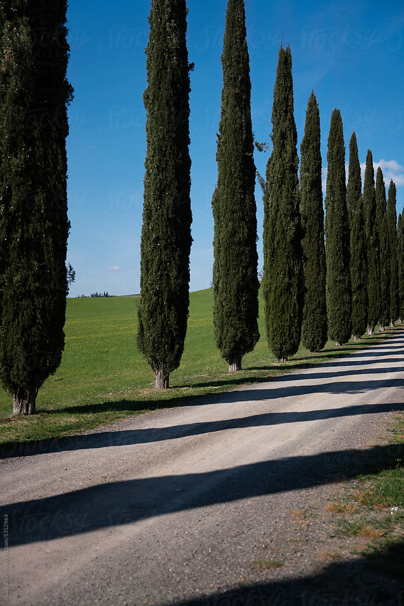 Tuscan Cypress trees and fields