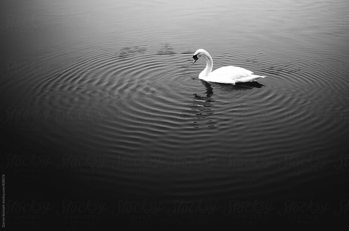 Swan on rippled water